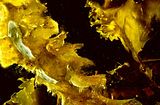 Laminaria rodriguezii3